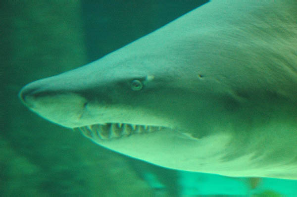 DSC_0031_edited-1