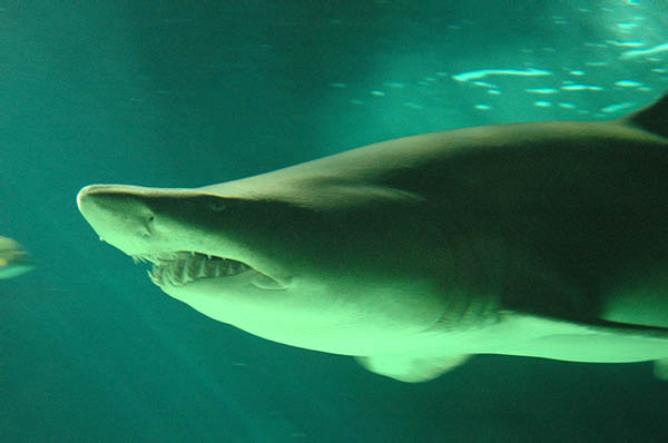 DSC_0037_edited-1